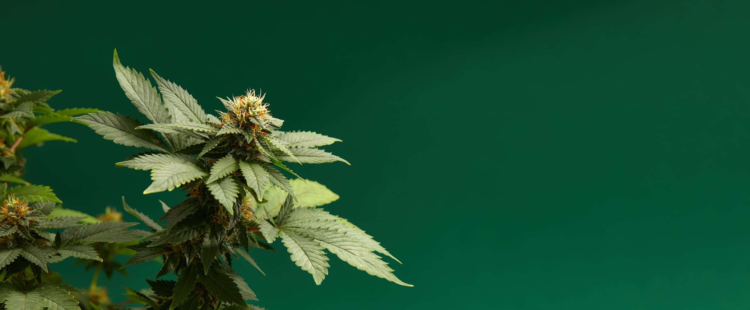 best thc vape for anxiety Top Medical Cannabis Strains and Depression Please Choose Colour:Knight Black Spearmint - Flum Pebble lost mary turbo